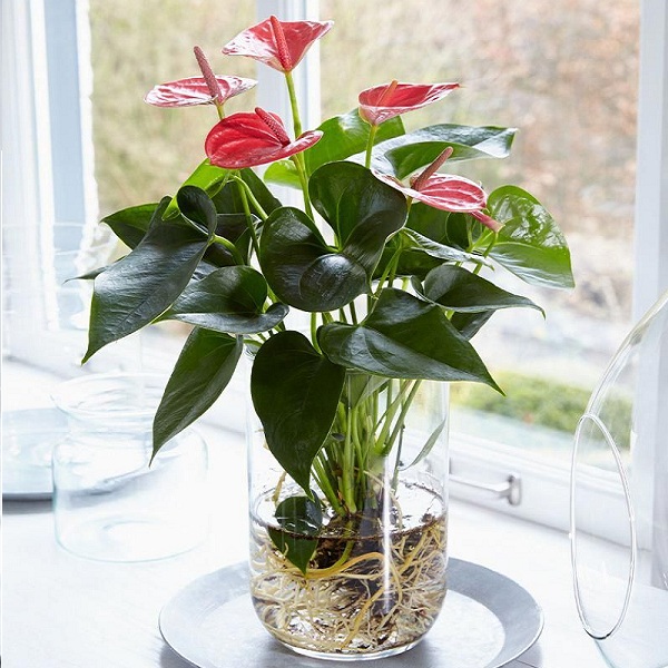 Anthurium